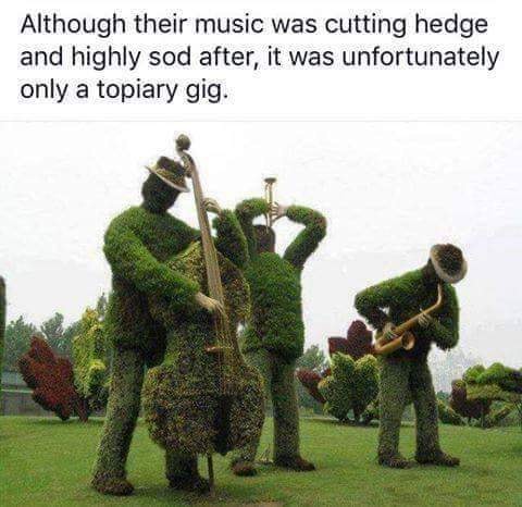 hedge